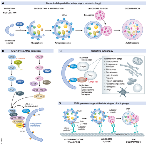 Online today! R. Taylor, J. Collier &amp; colleagues review the biological functions of the #autophagy protein #ATG7, and the impact of its impairment on signalling pathways and human pathology.

-&gt; Fully #openaccess: doi.org/10.15252/emmm.…