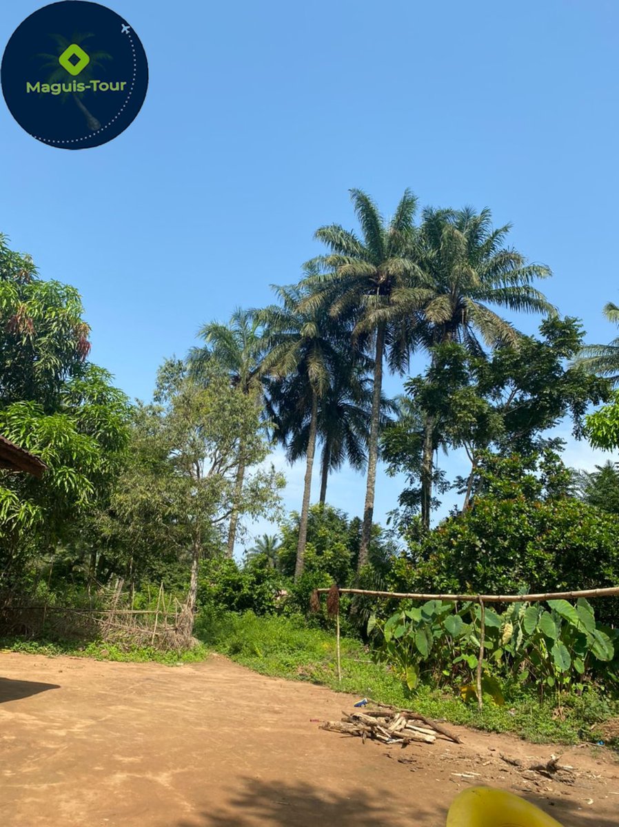 MaguisTour's tweet photo. Quelques part en Guinée, dans la préfecture de Boke. 🏡
Découvrez le pays avec Maguis-tour ❤️💛💚
 #Guinée #Tourisme 
+224623207993
+224661020722 https://t.co/XyPkxCLui5