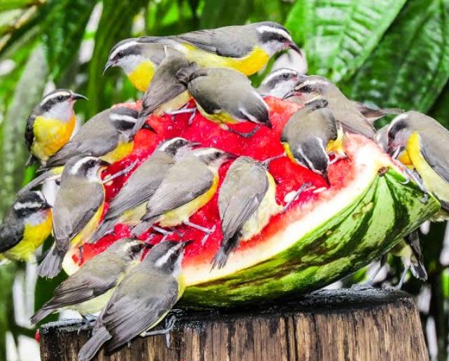 birdsofbrazil's tweet photo. The bananaquit is also known as the Sugar Bird, due to its liking to hummingbird feeders filled with a sugary water as well as sweet fruits. https://t.co/2w1V1QWHka