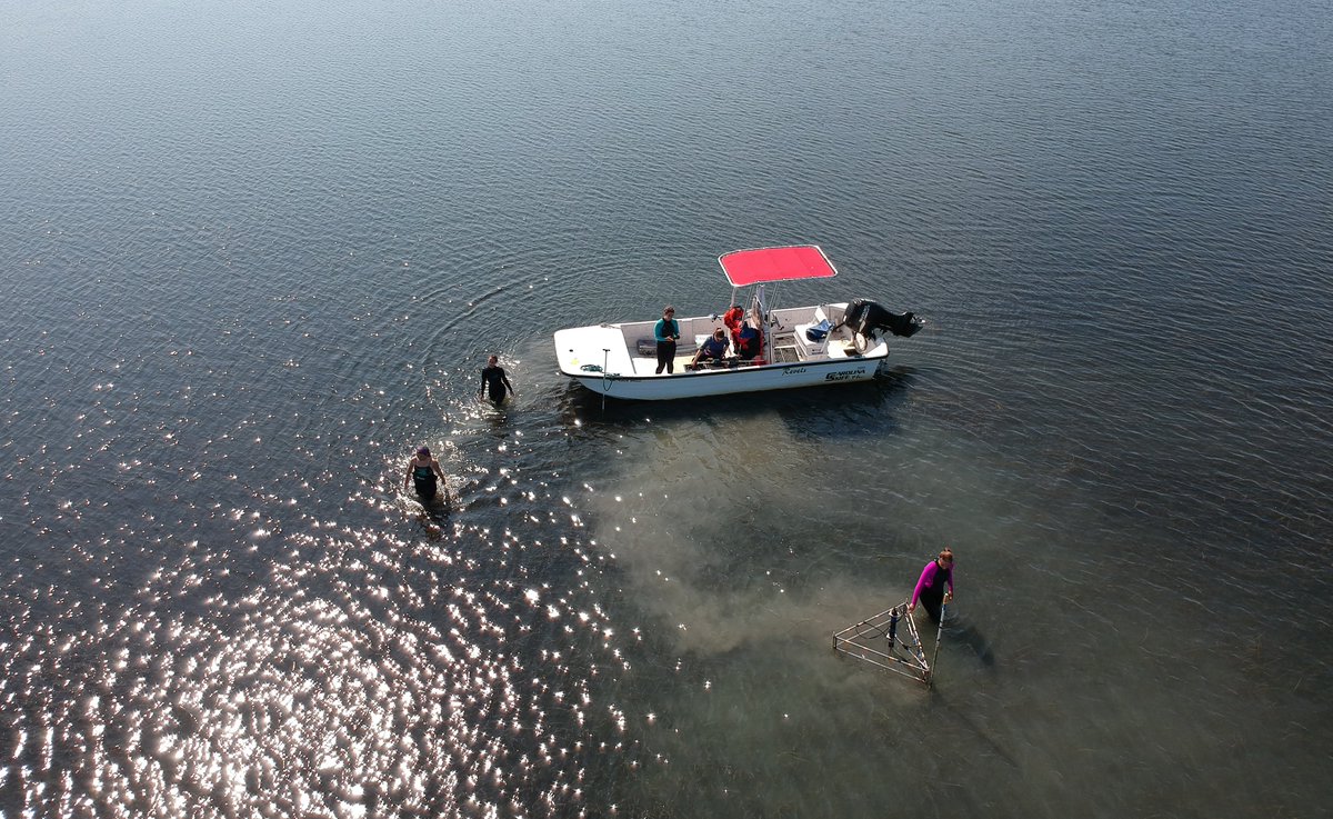 BergLabUVA's tweet photo. Please RT!
Join our lab as a PhD student studying #bluecarbon flows in coastal ecosystems @vcrlter using aquatic #eddycovariance and other methods. Email a short description of your background/motivation to Peter Berg (pb8n@virginia.edu). Learn more: https://t.co/UtmIcIEQoP https://t.co/U8AVey8jQS