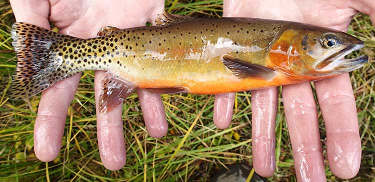 NMDGF's tweet photo. #TroutTuesday @NMDGF is committed to maintaining the quality of the state’s fisheries, improving fish habitat, and restoring #nativenmfish, while also providing outstanding recreational angling opportunities for the public. #gilatrout #riograndecutthroattrout https://t.co/AX0JPNwBOG