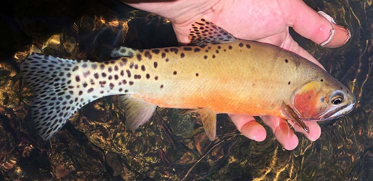 NMDGF's tweet photo. #TroutTuesday @NMDGF is committed to maintaining the quality of the state’s fisheries, improving fish habitat, and restoring #nativenmfish, while also providing outstanding recreational angling opportunities for the public. #gilatrout #riograndecutthroattrout https://t.co/AX0JPNwBOG