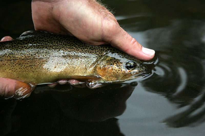 NMDGF's tweet photo. #TroutTuesday @NMDGF is committed to maintaining the quality of the state’s fisheries, improving fish habitat, and restoring #nativenmfish, while also providing outstanding recreational angling opportunities for the public. #gilatrout #riograndecutthroattrout https://t.co/AX0JPNwBOG