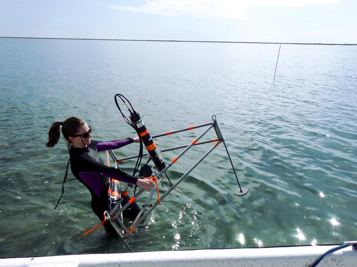 BergLabUVA's tweet photo. Please RT!
Join our lab as a PhD student studying #bluecarbon flows in coastal ecosystems @vcrlter using aquatic #eddycovariance and other methods. Email a short description of your background/motivation to Peter Berg (pb8n@virginia.edu). Learn more: https://t.co/UtmIcIEQoP https://t.co/U8AVey8jQS