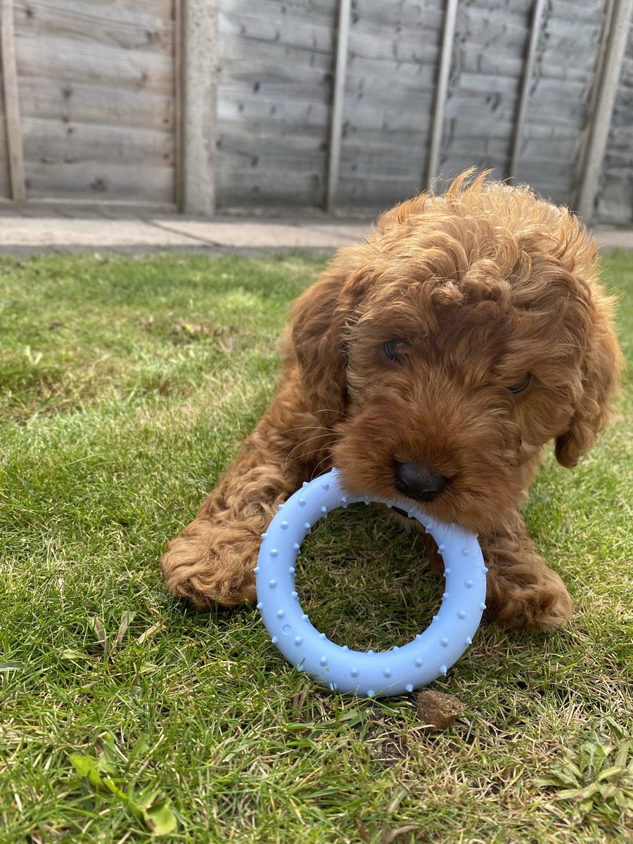 charlorapter's tweet photo. Oh Bertie, you are growing up way too quick! How I wish you was still this small 🐶 https://t.co/WUruJaY9C0