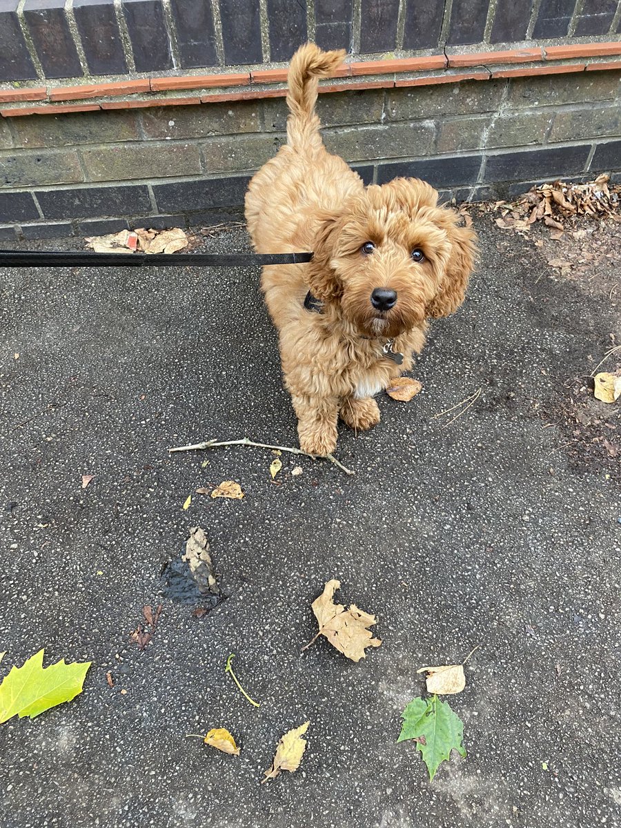 charlorapter's tweet photo. Oh Bertie, you are growing up way too quick! How I wish you was still this small 🐶 https://t.co/WUruJaY9C0