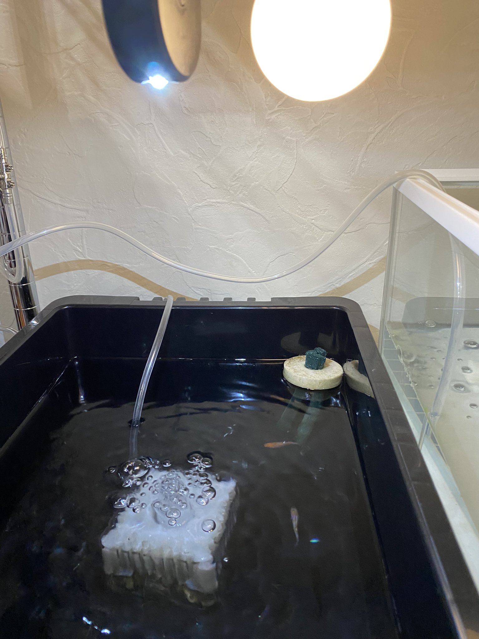 北陸メダカ のんびり飼育日記 こんばんは 100均のledライトで頑張ってます 室内飼育のledおすすめありますか メダカ ダイソー Led アウトドア T Co 8wzwkxfqz7 Twitter