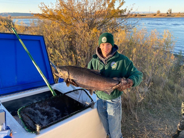 WDFW's tweet photo. Look at these fall colors! The annual King of the Reach fishing derby on the Columbia River near Hanford was this weekend. This derby is unique in that fish are kept alive and used for  broodstock for production of fall Chinook. Thanks to volunteers/organizers who made it happen! https://t.co/ZiQJg3D7U0