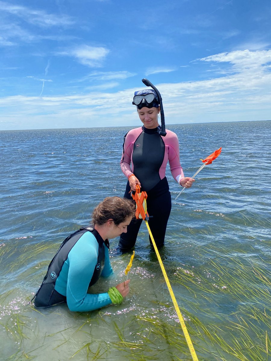 BergLabUVA's tweet photo. Please RT!
Join our lab as a PhD student studying #bluecarbon flows in coastal ecosystems @vcrlter using aquatic #eddycovariance and other methods. Email a short description of your background/motivation to Peter Berg (pb8n@virginia.edu). Learn more: https://t.co/UtmIcIEQoP https://t.co/U8AVey8jQS
