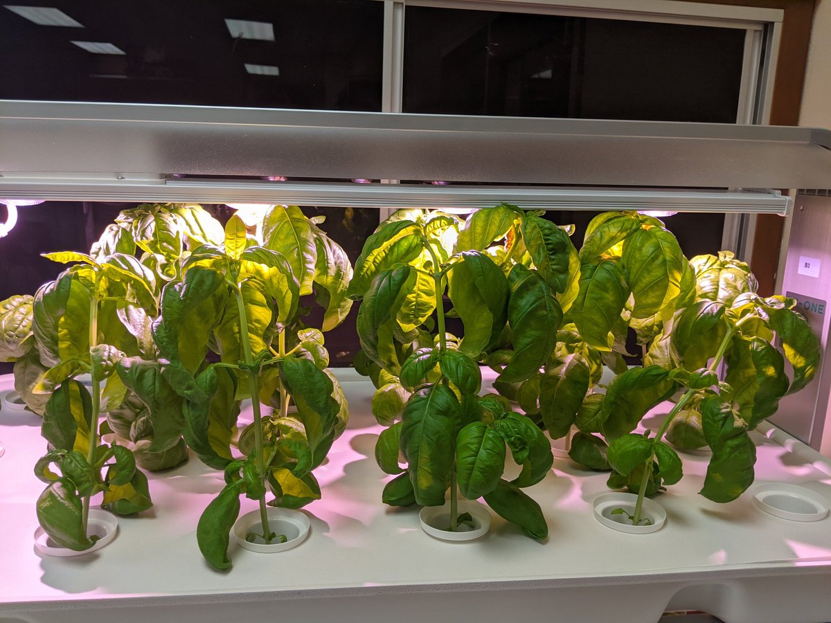 Our hydroponic basil has grown so much! We just trimmed them and shared the yield with culinary &amp; RBR staff! <a href="/rbrhs/">RBRHS Updates</a> #walkingreatness