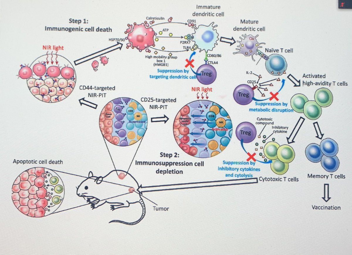 GCC_TI's tweet photo. Our @GCC_TI Translational Imaging Conference,Future Trends in Quantitative &amp; Theranostic Imaging,is off to a fantastic start with Dr. Peter Choyke of the @theNCI  speaking on Photoimmunotherapy in Head &amp; Neck Cancers #TI21 #TranslationalScience #ImagingInnovations #RadTwitter “ https://t.co/OH5PpSsu5G