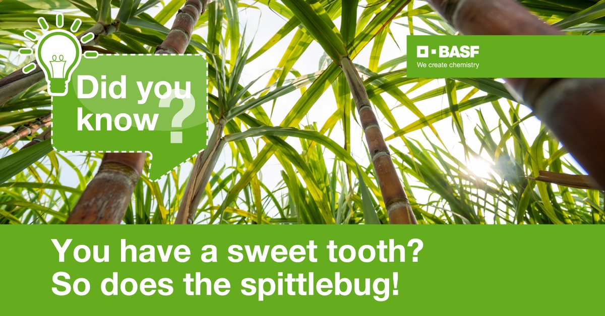 suedoku7's tweet photo. Sugar is sweet and enjoyable, but the spittlebug loves it too! It sucks liquids out of sugar cane, reducing yield and causing damage. More on Entigris website as @BASFAgro sets to launch for Brazilian farmers: https://t.co/XouIQQ7ok7 #BASFInsecticides https://t.co/K4w6zNcLNy