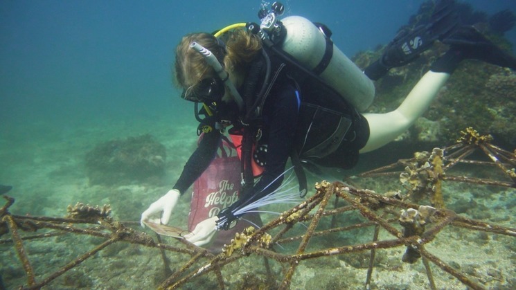 tudelftglobal's tweet image. Four @tudelfttpm minor International Entrepreneurship &amp;amp; Development students are starting a #Crowdfunding campaign, icw @SupportReef, to restore 500m2 #CoralReef before the end of 2022.

Join them in their mission &amp;amp; Read more here: supporttudelft.nl/project/reef-s… #TUDelftGlobalInitiative