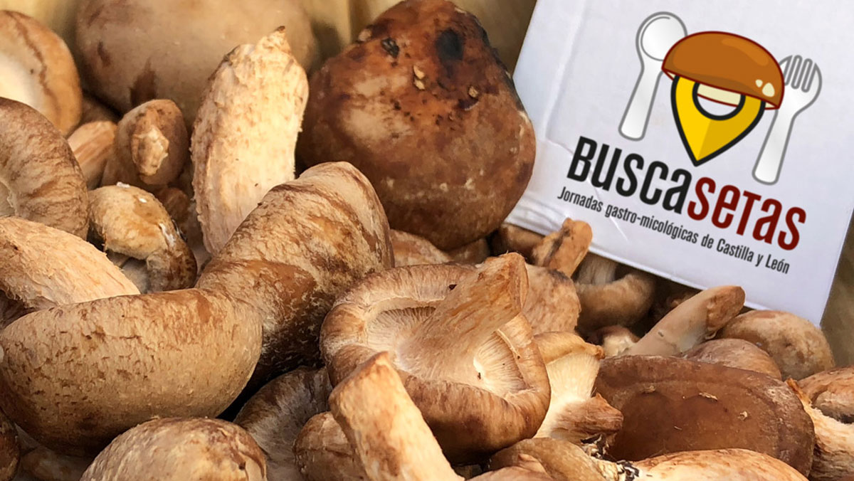 Buscasetas_CyL's tweet photo. En marcha las XX Jornadas Buscasetas por toda #CastillayLeon. Más de 180 maneras de disfrutar la gastronomía micológica. https://t.co/zgkLRkw2Uw  #Buscasetas2021 #shiitake #cocinandosetas #micologia #recetasetas https://t.co/Exq4ClJAfp