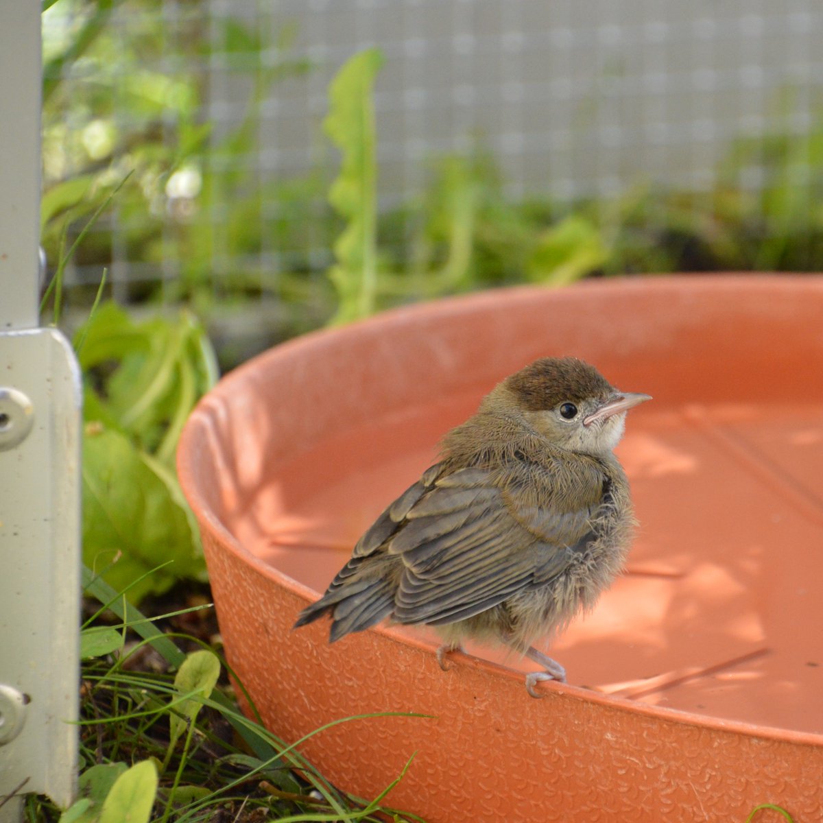 vogelwarte_ch's tweet photo. Die #Pflegestation der Schweizerischen Vogelwarte kümmert sich jährlich um rund 1500 Vögel. Nun suchen wir einen Tierpfleger/eine Tierpflegerin EFZ als Verstärkung für unser Team. Mehr zur Stelle und den Anforderungen finden Sie hier:  

https://t.co/4r7rjrCnfP https://t.co/CwdZ1ViVNi