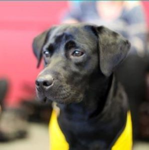 LUUAdvice's tweet photo. Come along this Thursday and visit the Pets as Therapy dogs, all in the aid of helping you de-stress. These sessions are run by Pets as Therapy charity, if you have any spare change, please bring it along and consider donating it.

Book via: https://t.co/ZTBgJNGarQ https://t.co/UQD409aJlz