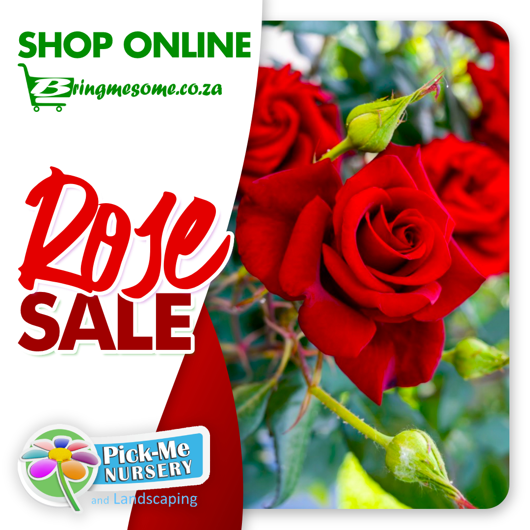 BringMeSomeSA's tweet photo. Roses are Red
Violets are Blue
Our Roses is Cheaper 
Than Dinner for Two!

All rose plants less 10% while stocks last!

Get all your products at @PickMeNursery , 30 Peter Rd, Tres Jolie, Roodepoort

#sale #roses #flowers #rose #love #nature #flower #gardening #plants  #garden https://t.co/tALkk4PXdi