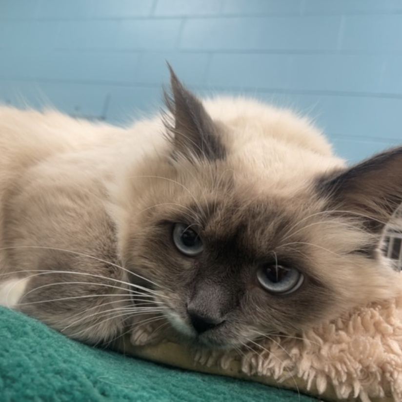 Pamela Simmons Pamrsimmons Twitter