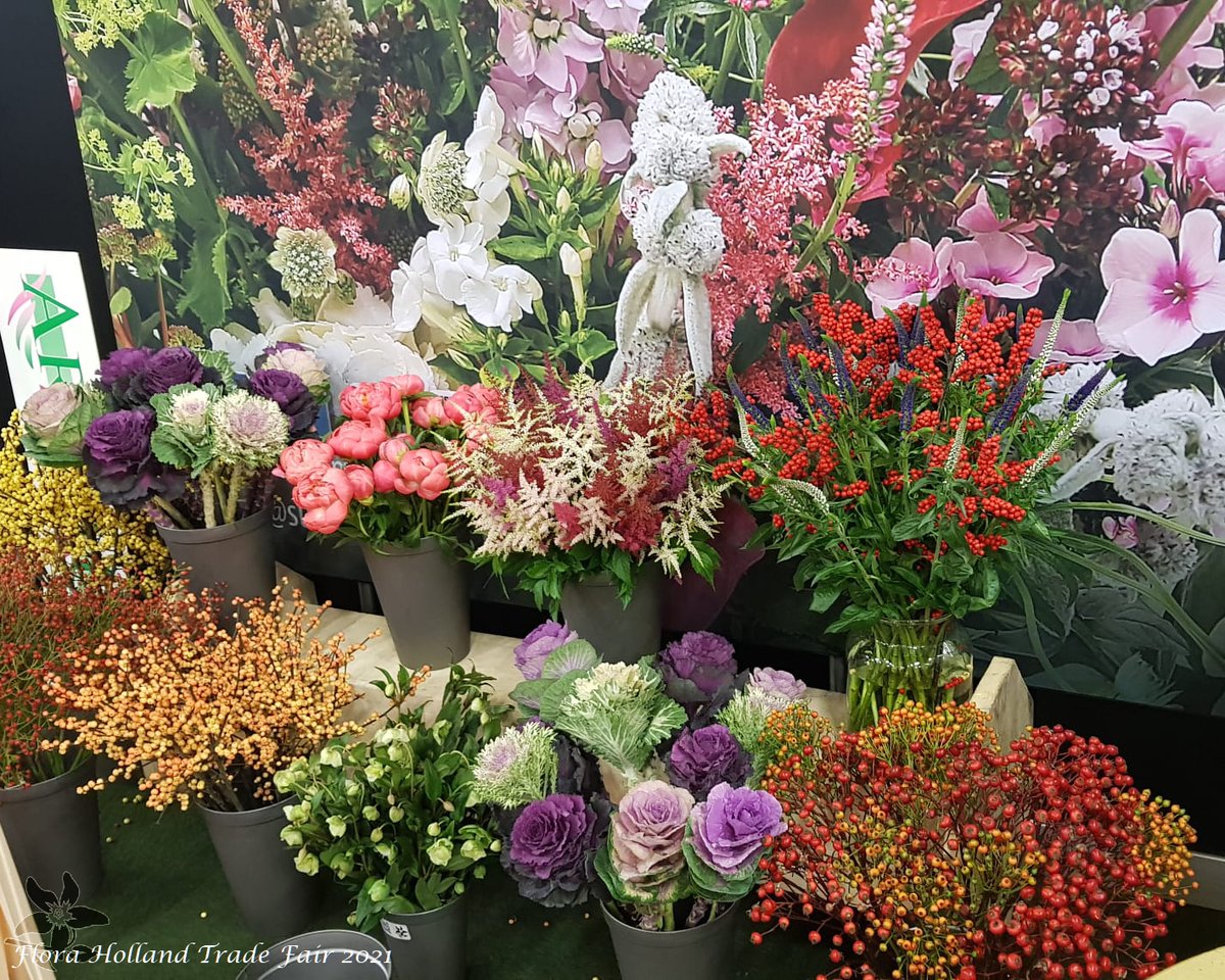 summerflowersNL's tweet photo. Nooit genoeg bloemen op de Trade fair.
Wie van jullie zien we deze week in onze stand? (11.16)
#Summerflowers #FHTF #TFA2021 #SeizoensBloemen https://t.co/xDd01lECAF