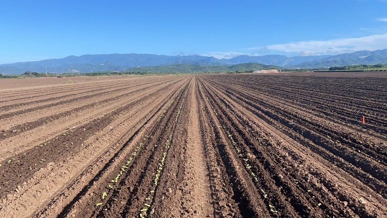 Puerto Rico is kicking off its main season. Growouts, nursery rows, seed increases, and more. We hope you can visit this winter!