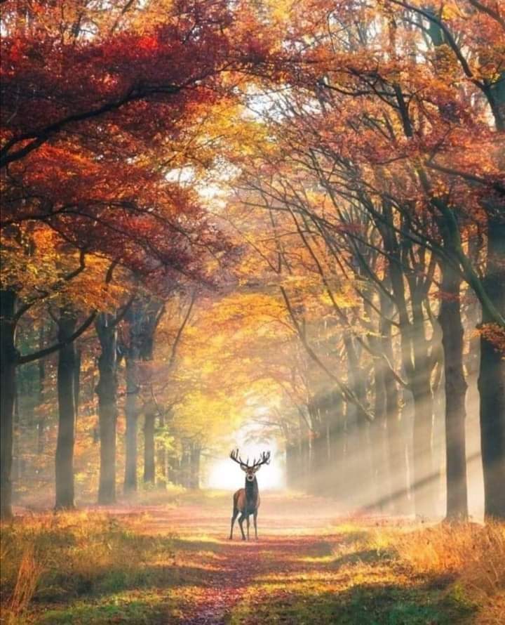 LaFrancematuer's tweet photo. La nature nous observe...
#StopChasse #StopTheHunting https://t.co/sagibJEafU