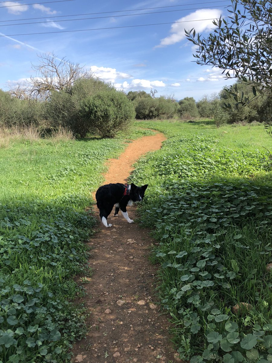ramallo_d's tweet photo. No sé qué haría sin ti 🐶 https://t.co/wUKmKxsSWP