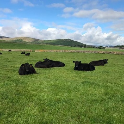 StoddartsBeef's tweet photo. The rain has finally stopped and this herd of cattle are making the most of a beautiful day at Kingan Farm. ๐๐
#stoddartassured #bestinbeef #scotchbeefpgi #qmscotland #farming #beeffarming #meatwithintegrity https://t.co/suRgy44b2A