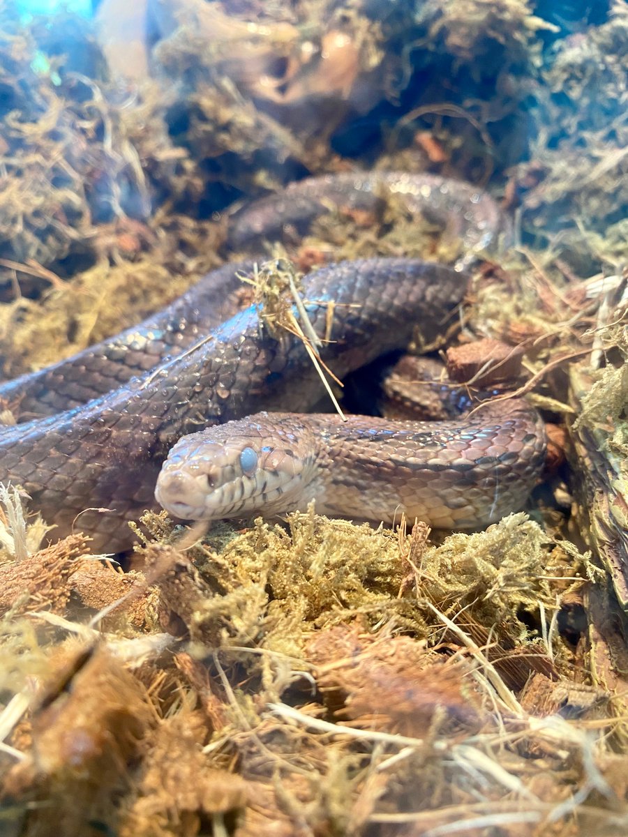 Our resident corn snake, Maize, is getting ready to molt! Did you know the shedding process makes her entire scaly body look milky, including her eyes? 👀 🐍 
.
.
#themoreyouknow #tybeemarinesciencecenter #tybeeisland #funfacts #visittybee