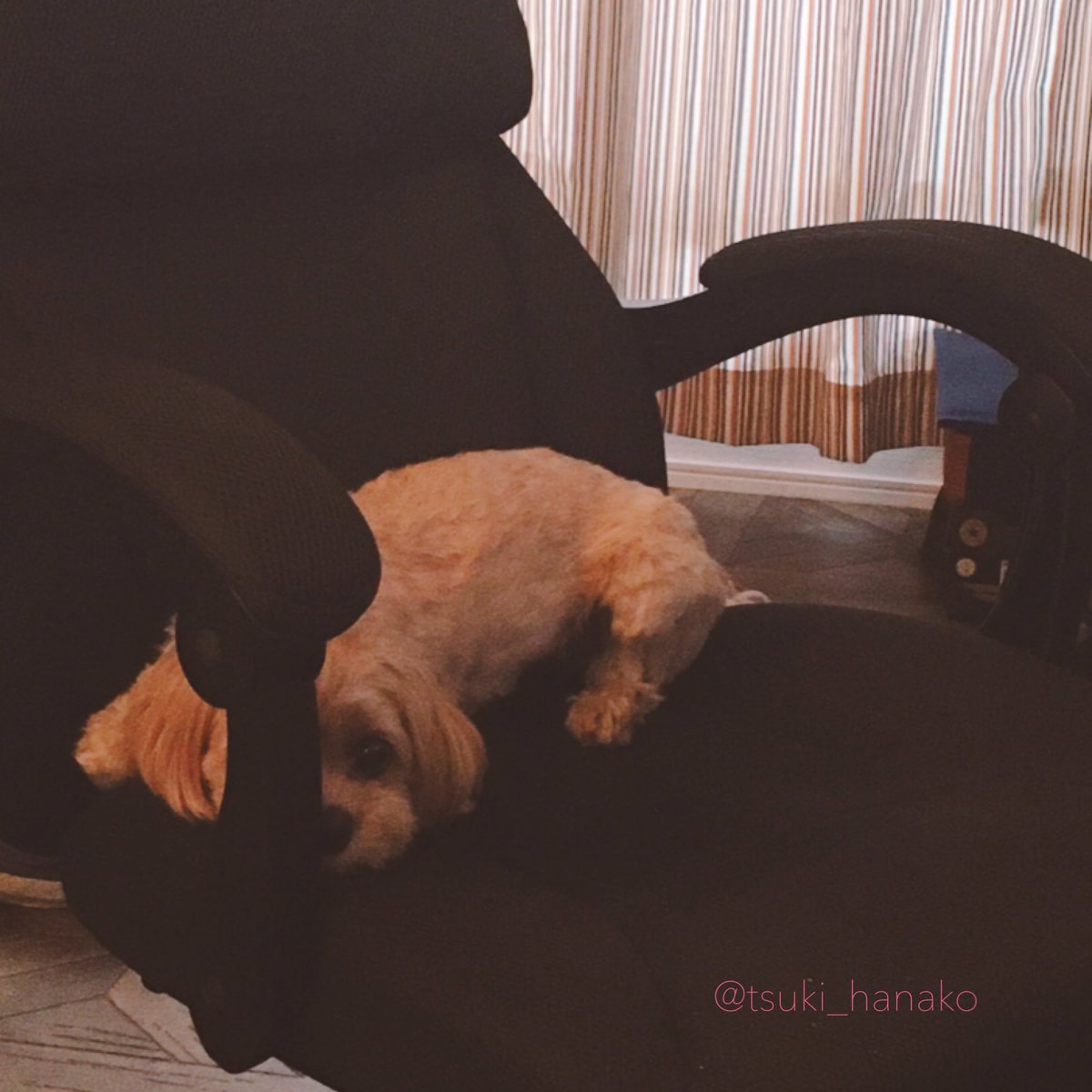 頭隠して尻隠さずスパイ
#はなこと旦那とモフ https://t.co/4q8I1sMOjT