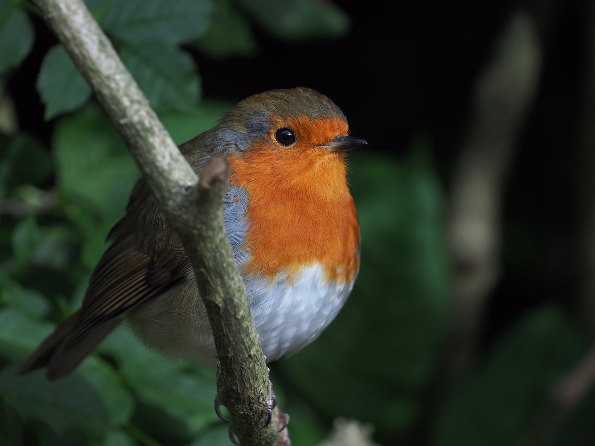 Butler1958Dave's tweet photo. Nice to see our robin back in the garden again #DDOR #robins @ThePhotoHour @Natures_Voice @TonyPennicooke https://t.co/OYWb5PIsEe
