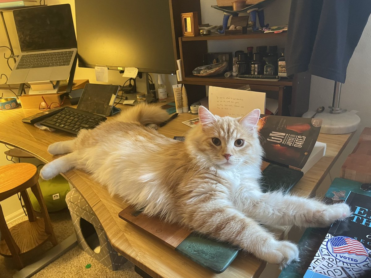 sophiakb_writes's tweet photo. Mailtruck has taken over. I’ve submitted to his will in all things. 

#siberiancat #writingwithcats #catwriter #catauthor #writingcommmunity https://t.co/1BvEXCsW7p