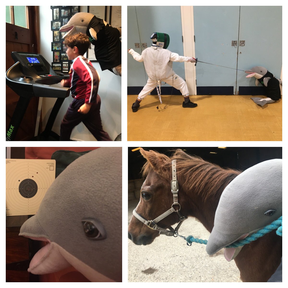 SwimAlton's tweet photo. Rolph being introduced to the other disciplines required of pentathlon during his stay with D4 swimmer Max!
At the weekend Max won best swim score in his Tetrathlon, along with best shoot score, clear round show jumping and overall individual second. 

Well done Max (and rolph😉) https://t.co/Vni1SA75sN