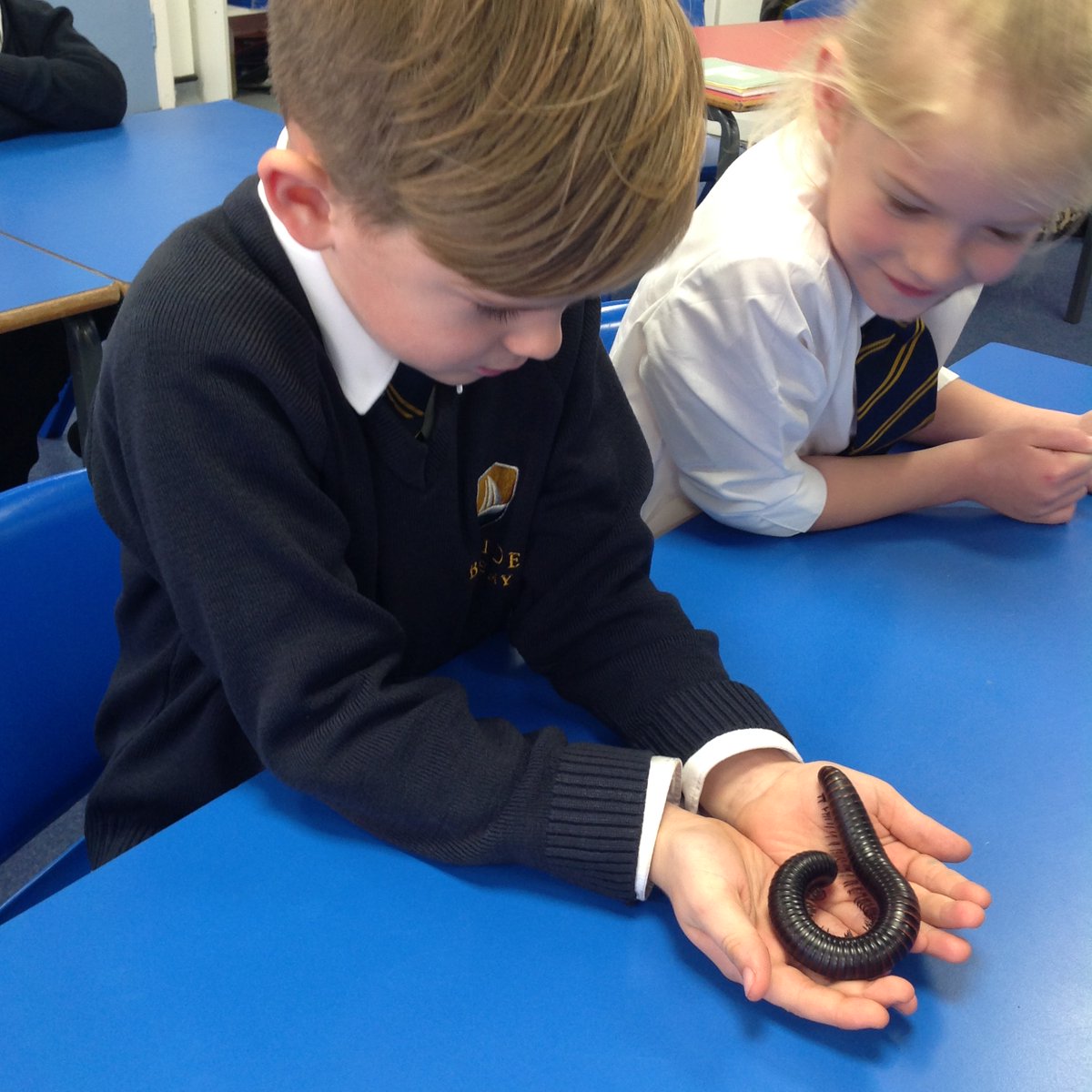 Bayside_Academy's tweet photo. Year 2 had a fantastic morning with the #crazycreatures, discovering the groups of minibeasts.
The favourite was definitely, Millie the millipede! https://t.co/LVUgfN7N3u