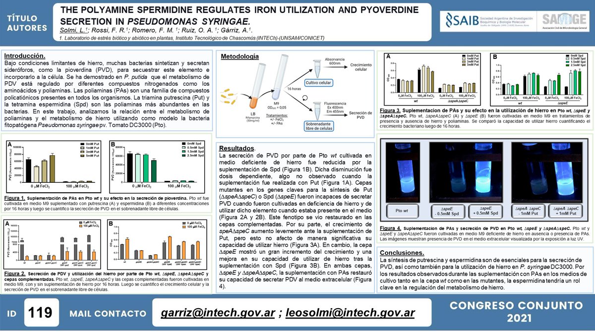 We presented two posters at <a href="/SAIB_Argentina/">@SAIB</a> <a href="/ArgSamige/">Sociedad Argentina de Microbiología General-SAMIGE</a> conjoint congress 2021. Nice works on polyamine metabolism in #Pseudomonas syringae and its roles in #pyoverdine biosynthesis and oxidative stress resistance (mostly done by a knowledge-generator machine named <a href="/LeoSolmi/">Leo Solmi</a>)