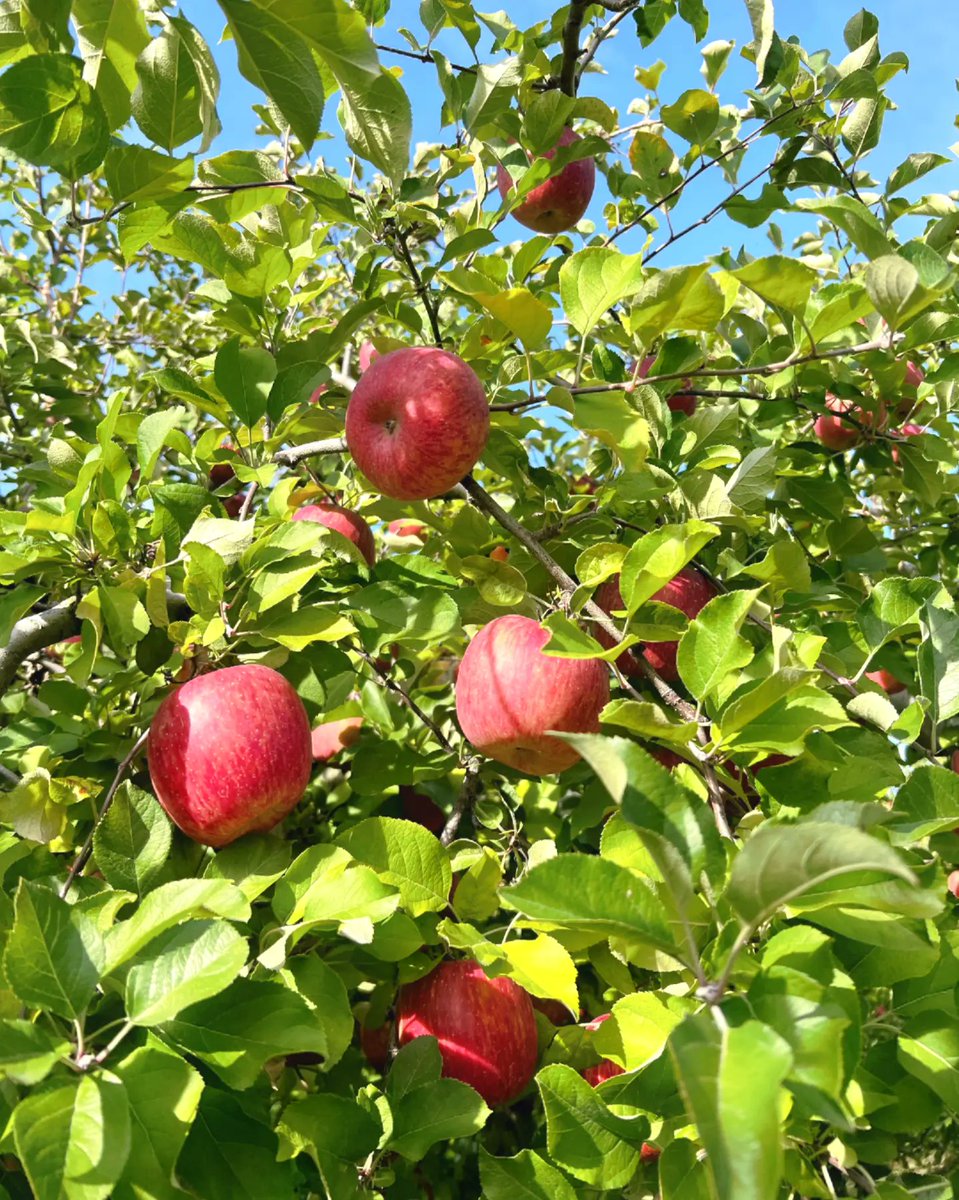 Ashiya 明砂 Ashiya74ru Twitter