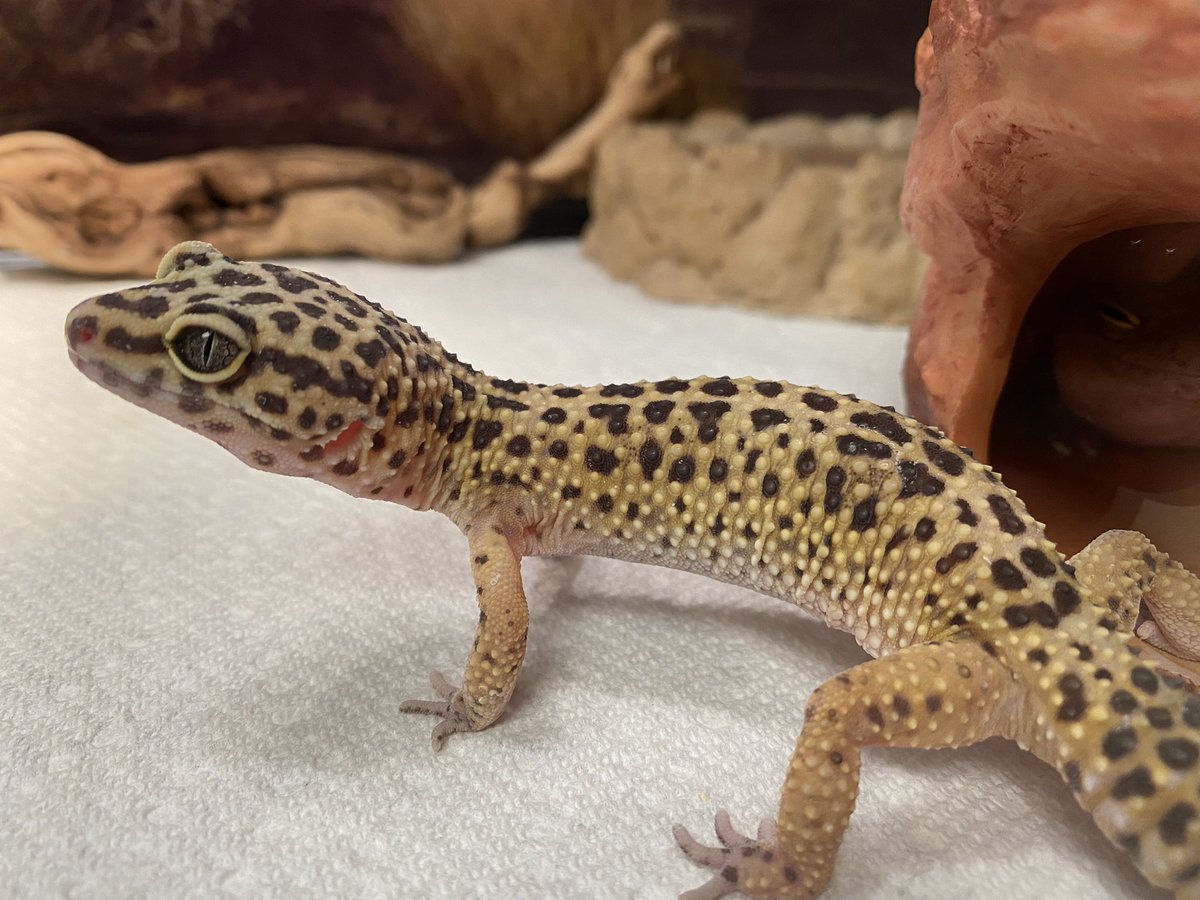 LibraryGeek678's tweet photo. Spent some time admiring @MelissaHutto2’s girls: Sophia, Blanche, Rose, and Dorothy. 🦎 My goal is to hold them by the end of the year…stay tuned! 😬 #imachicken https://t.co/HngwbiFi14