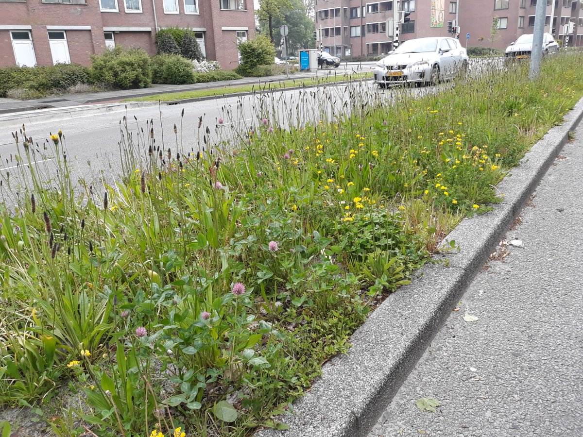 gem_groningen's tweet photo. Onze collega’s van Stadsbeheer geven tijdens Let's Gro(w) inspirerende miniworkshops met veel praktische  tips 🌿om je omgeving te vergroenen 🐞🍀. Je vindt ze zaterdag 6 november vanaf 11 uur op de 4e verdieping in het Forum. Meer informatie: https://t.co/5RIfdtjpD7 https://t.co/QLDbfI6aDL