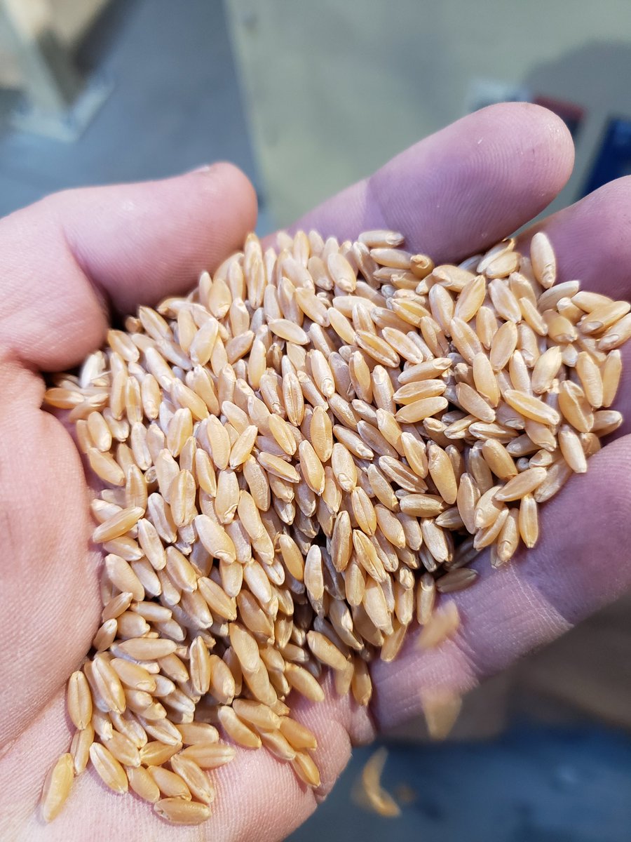 craswellseeds's tweet photo. Got the new indents from @NexeedInc commissioned and now cleaning #CDCDefy durum. Excellent yield, MS* fusarium rated, easy threshing, really shortens up with manipulator. Couple farmers picking up off the cleaner👌 @SecanMira https://t.co/m7DyHUwfFE