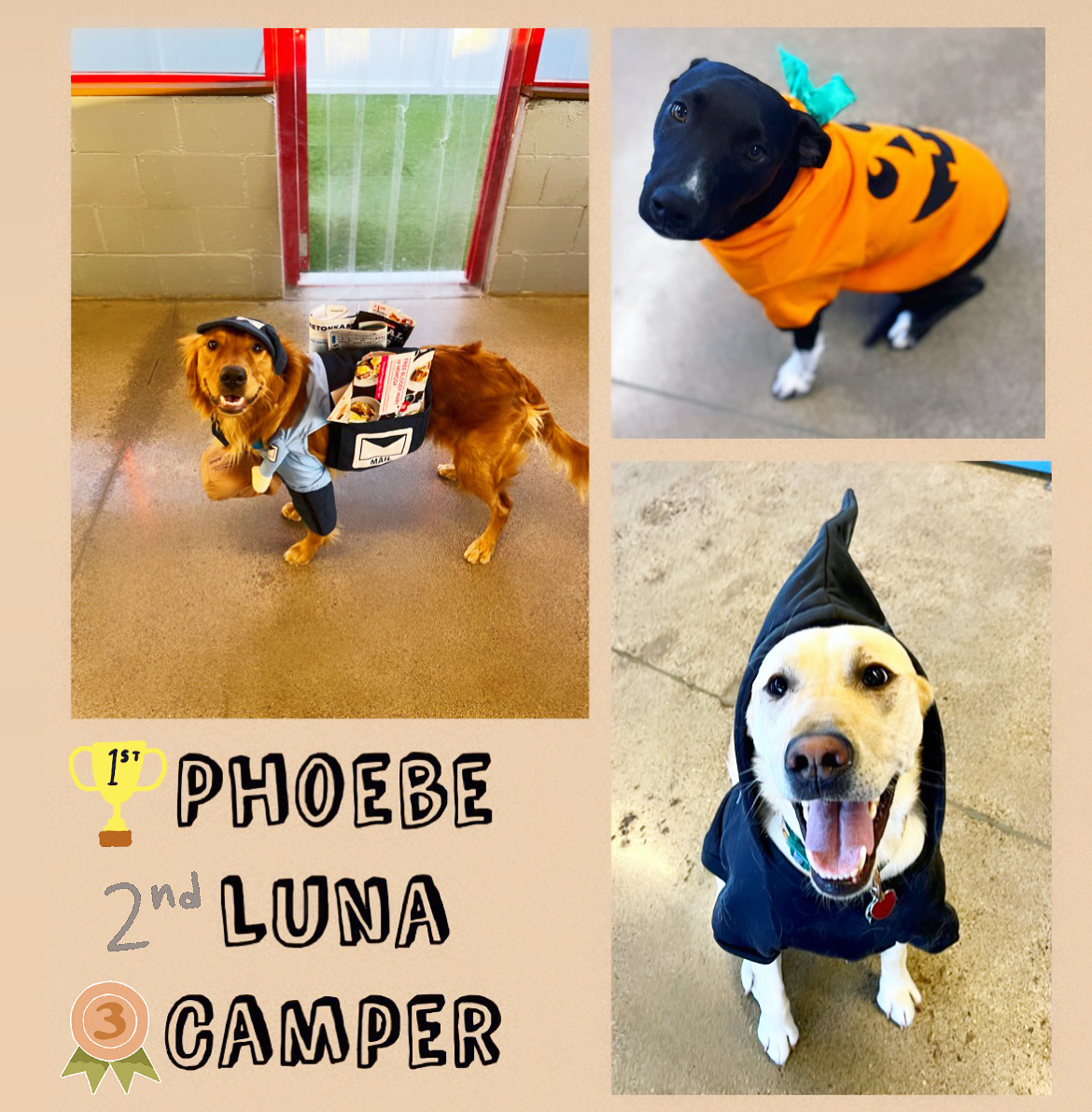 camp bow wow camper application