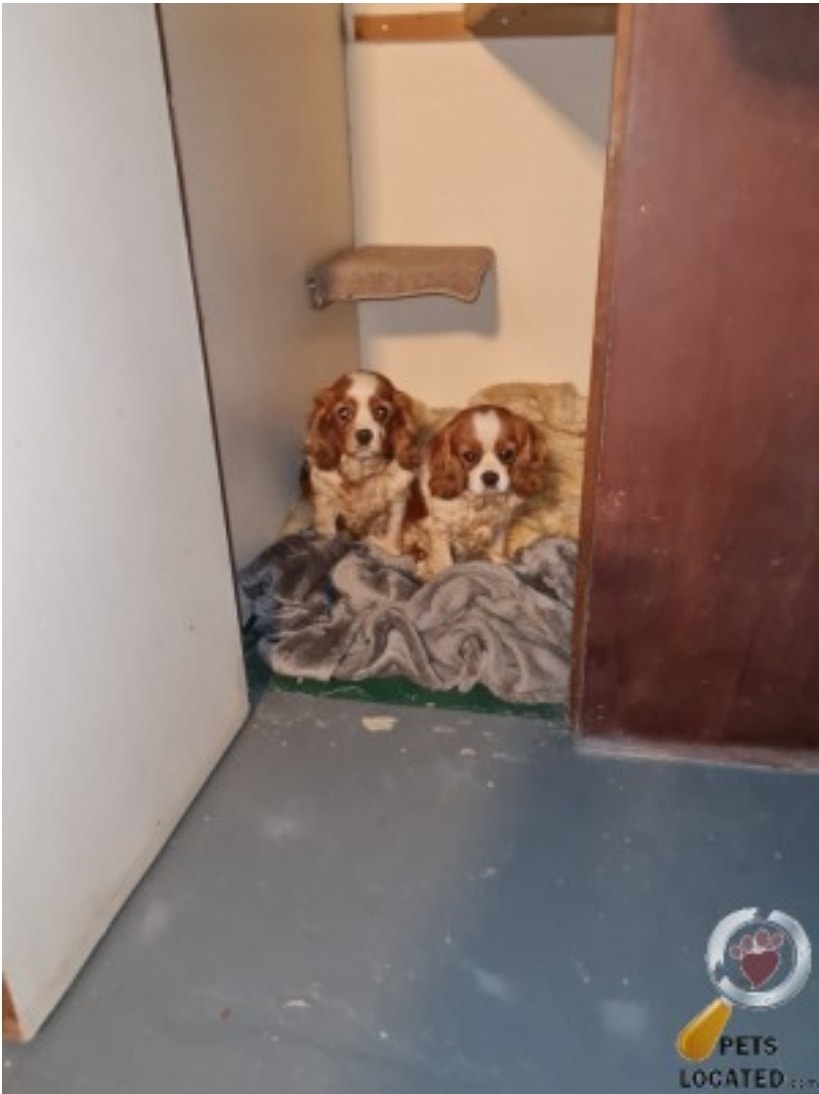 AdoptionsUk's tweet photo. Please retweet to help find the owner of these two Brown and White Spaniels Found in Shaw Lane, #Shifnal, #Shropshire #England 

INFORMATION👇
https://t.co/MskLSoIx85
#dogs #pets #cavalierkingcharles  #animals https://t.co/aSBYuyTCDh