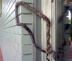 random_snakes's tweet photo. #TipTuesday Get the perfect fall look by pairing your snakes with matching cakes and coffee...Best of all, you can avoid those annoying unwanted holiday guests by placing a rat snake on your doorknob! 😃👍🏃‍♀️🏃‍♂️🏃🐍🚪🤪 #SoHandy #Thanksgiving https://t.co/HFoP8qpnze