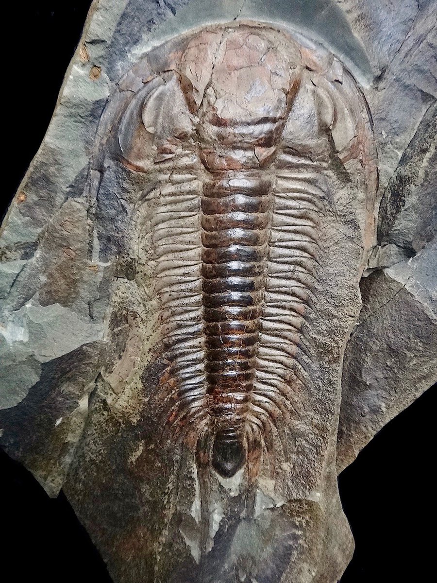 FossilRod's tweet photo. This #TrilobiteTuesday I give you a nearly complete Paradoxides gracilis, a Cambrian trilobite from the Czech Republic. This beautiful  beast is closely related to species found in Newfoundland and Morocco. (photo: @AMNH) https://t.co/O69T2bsx0K