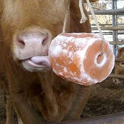 lisawilliams129's tweet photo. Salt licks, also known as mineral licks, are necessary components in animals' diets. They contain essential mineral nutrients of salt deposits and trace minerals such as phosphorus, iron, zinc, and calcium.

#saltlick #himalayansaltlick #animalsalt #pinksalt #saltforanimals https://t.co/PhuuT2cxeB