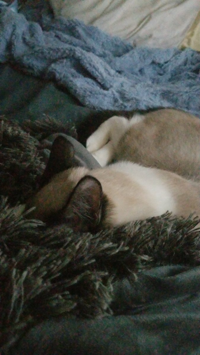 elysiankat's tweet photo. Me have passed out. https://t.co/to2ied1DBM