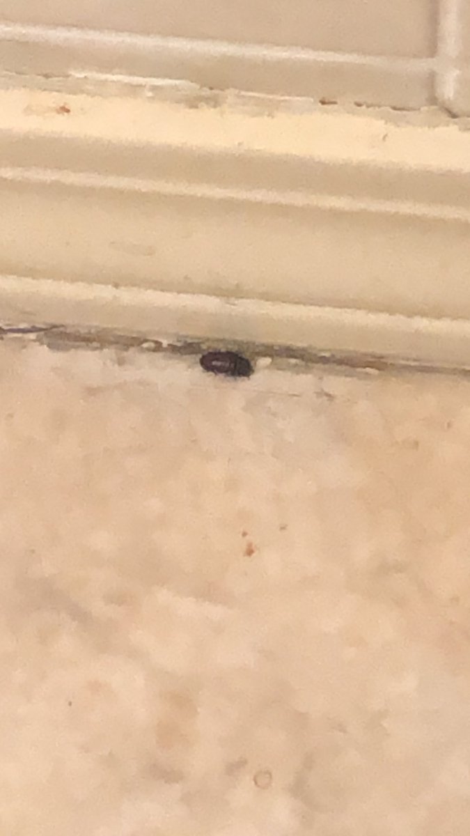 darkl0rd_'s tweet photo. I haven’t seen a Rollie pollie since I was a kid.
But lo and behold, here in my bathroom of all places, IS A ROLLIE POLLIE. https://t.co/tLbriDnS0K