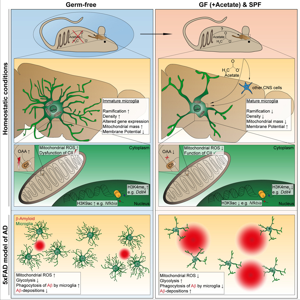 Microbiota-derived acetate enables the metabolic fitness of the brain innate immune system during health and disease- New from Daniel Erny, Marco Prinz &amp; colleagues in <a href="/Cell_Metabolism/">Cell Metabolism</a>  sciencedirect.com/science/articl…