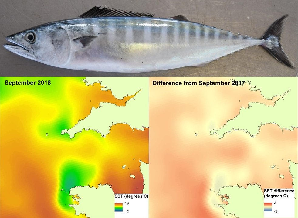 PelticSurveys's tweet image. Changes in sea temperature influence the pelagic ecosystem from plankton to top predators. In the 10 years of #PelticSurvey we have seen changes in the pelagic community which could be linked to warming #COP26 Here is a #thread 👇for 2018 @CefasGovUK @DefraGovUK @MARINElife_UK