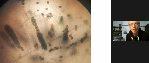 alichenology's tweet photo. Tonight 1st Lichenicolous fungi chat meeting organised by @FayrnHawk @BLSlichens. Nice pictures @chriscant (Muellerella ventosicola on Ophioparma ventosa) and lichenicolous fungi on Verrucaria @VDarmostuk Thank you very much for this opportunity to learn with @BLSlichens !!! https://t.co/NMPL2zPNhK