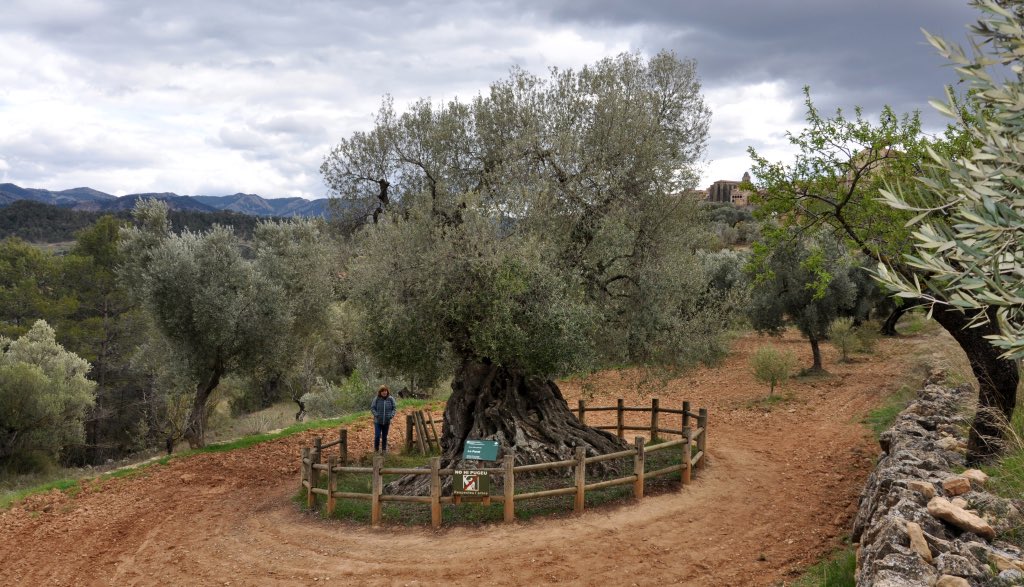 Catalunya té més de mil milions d’arbres; per tant, uns 130 arbres per a cada català. Feia molts i molts segles que no hi havia tants arbres. L’arbre més vell és Lo Parot, una olivera d’una espècie desconeguda que podria tenir 2.000 anys. 👇🏻