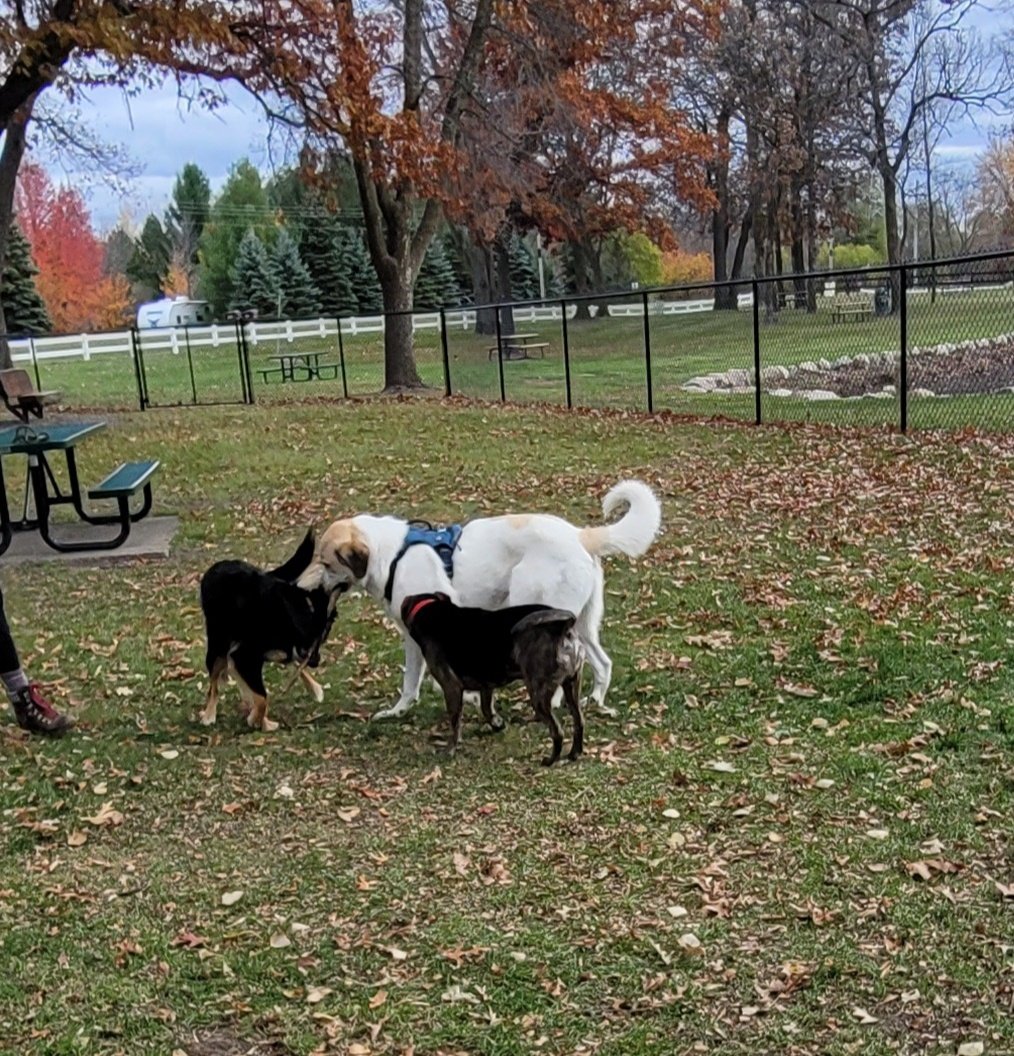 Becker MN Dog Park (@BeckerDogPark) / Posts / X